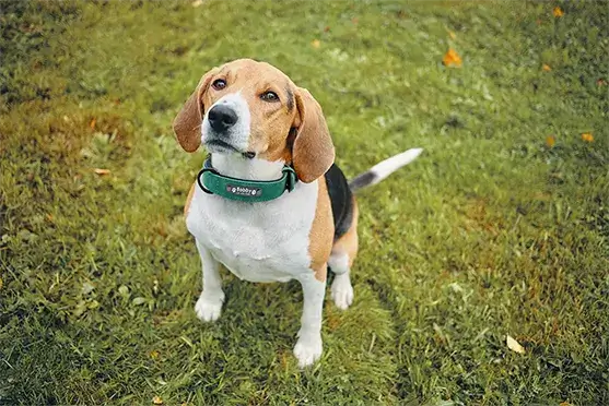 Descubra as vantagens da Coleira Personalizada para cachorro e deixe seu pet ainda mais estiloso - PetMimos