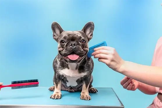 5 Dicas essenciais para escolher o melhor cortador de unhas para seu cachorro - PetMimos