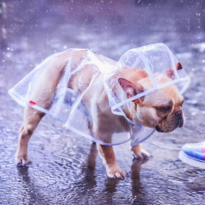 Capa de chuva para cachorro - PetMimos