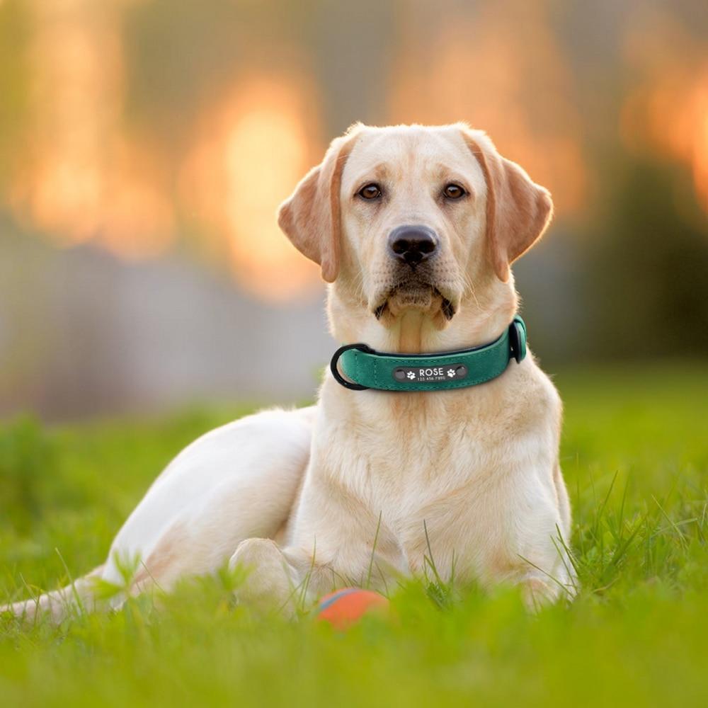 Promoção Coleira para Cachorro Personalizada em Couro - PetMimos