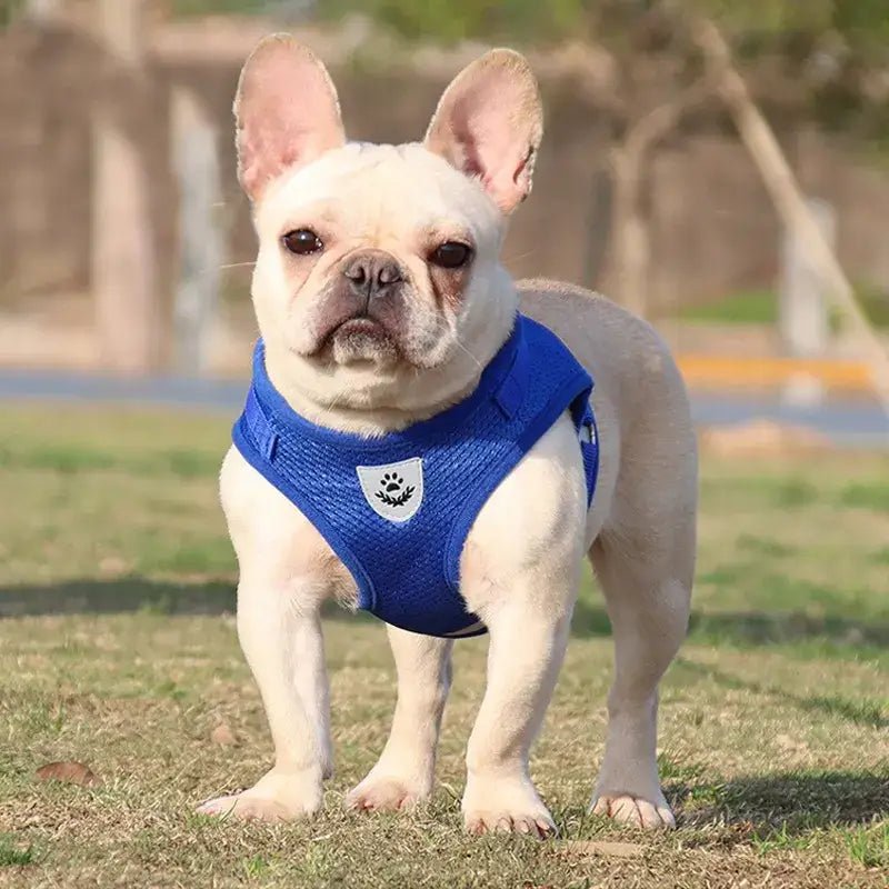 PROMOÇÃO Coleira Peitoral com Guia para cães e gatos Frete Grátis - PetMimos