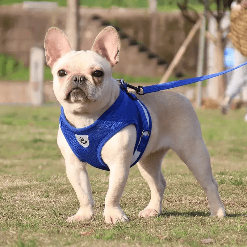 PROMOÇÃO Coleira Peitoral com Guia para cães e gatos Frete Grátis - PetMimos